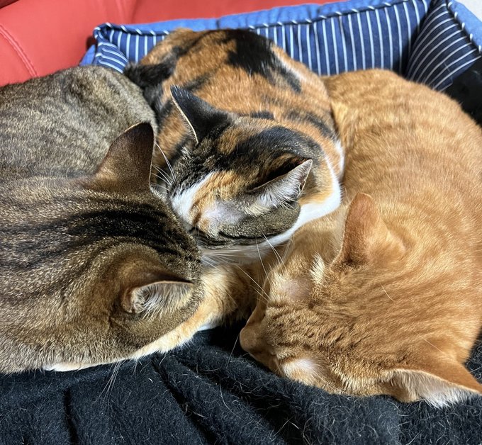 ケルベロス🐈⬛🐈⬛🐈️