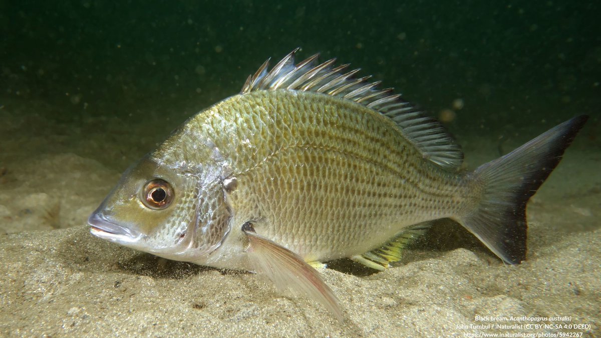 NEW STUDY: Strong philopatry in an estuarine‐dependent fish Sarakinis et al. investigated the genetic structure of black bream (Acanthopagrus butcheri) across its distribution in Aus, focusing on gene flow & population connectivity at broad/local scales. doi.org/10.1002%2Fece3…