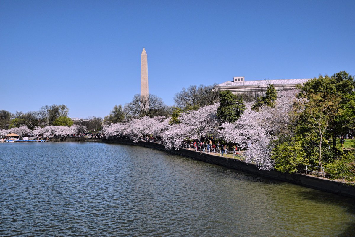 EmelRothzerg's tweet photo. 🌸Washington, D.C.🌸 #CherryBlossoms #Washington https://t.co/Urcsc4tofT