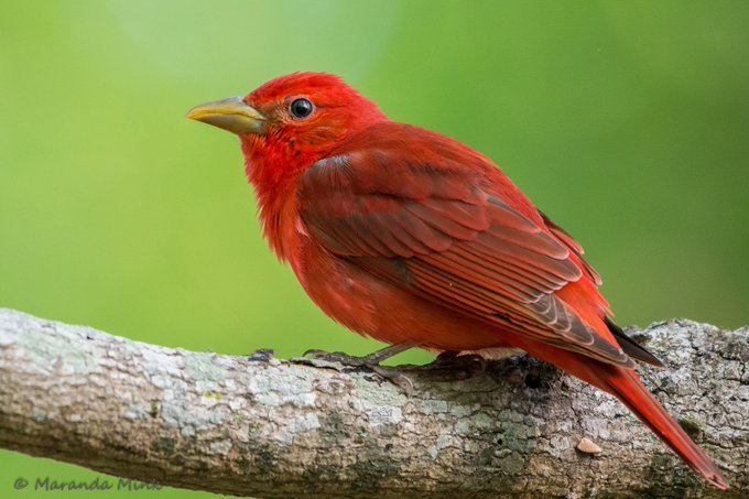 Migratory birds are making their way into our region. I look forward to the return of the Summer Tanager. One of my favorites. #SundayFunday #sundayvibes #birds #nature #outdoors