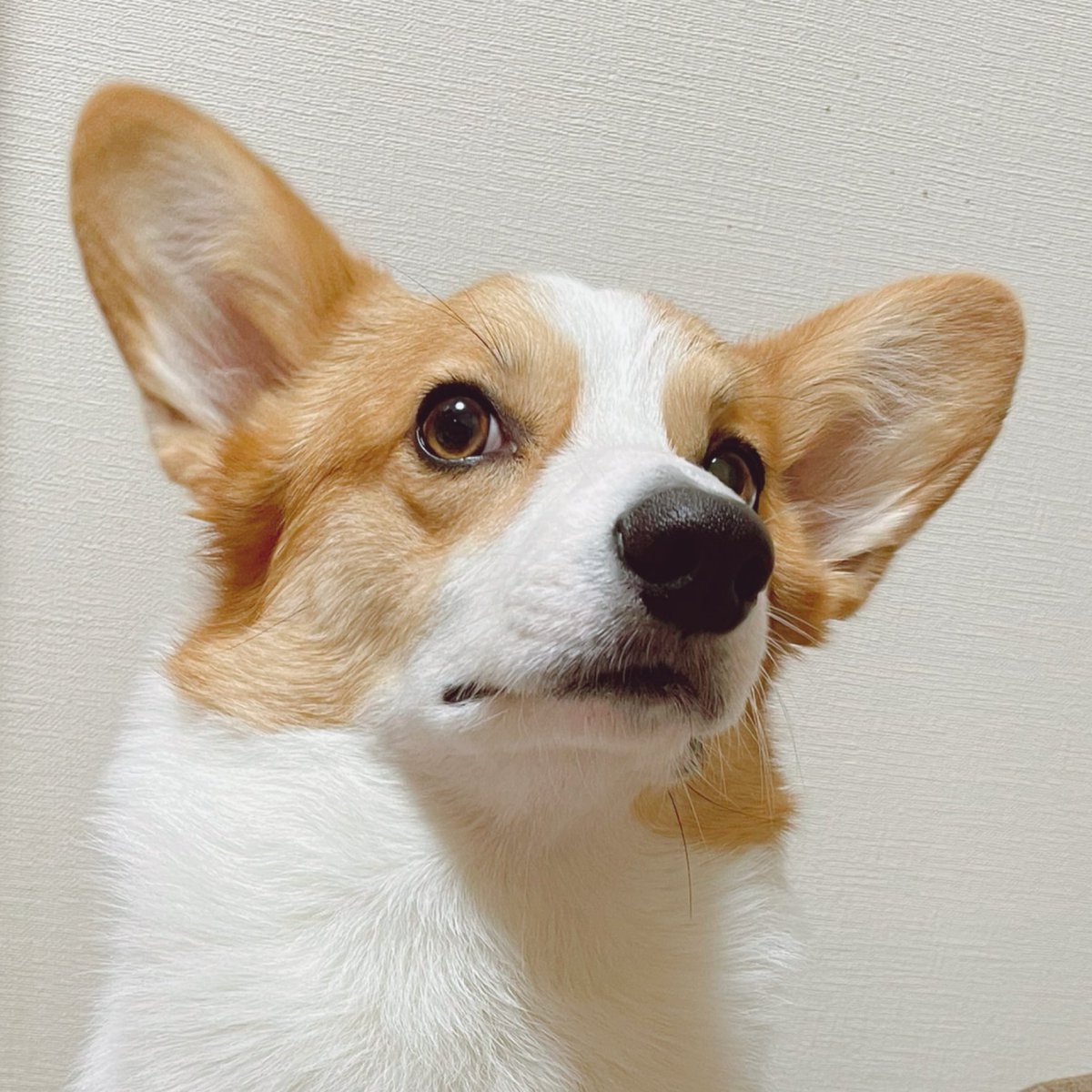 tetsuhebis's tweet photo. 378日目 #足拭き王子のシャオ #コーギーのいる暮らし  おすましさん美形コーギー https://t.co/P9glJkq59M