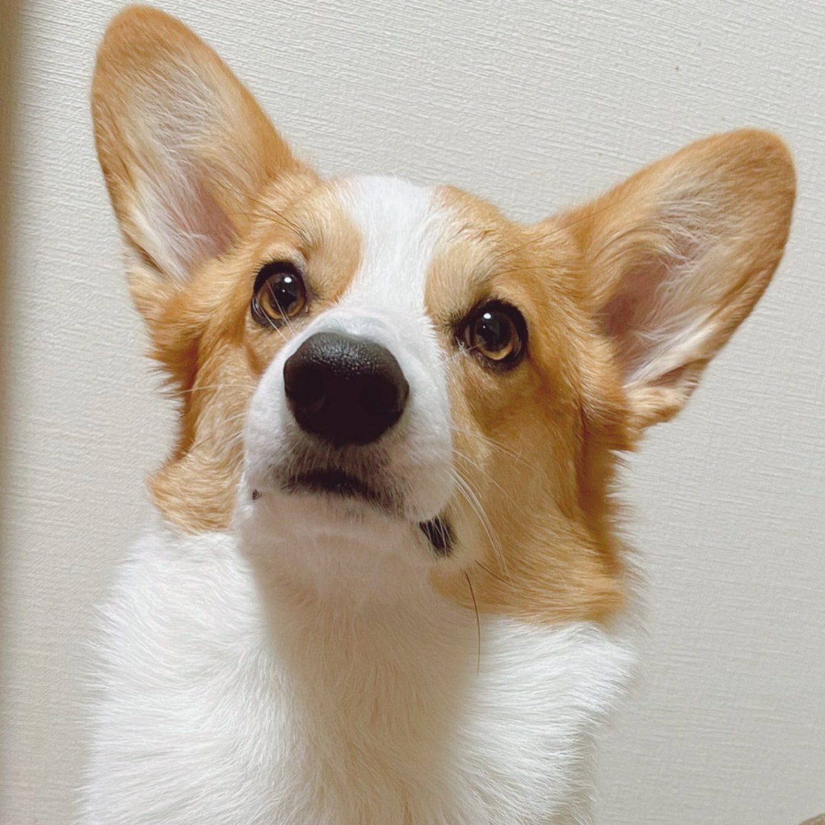 tetsuhebis's tweet photo. 378日目 #足拭き王子のシャオ #コーギーのいる暮らし  おすましさん美形コーギー https://t.co/P9glJkq59M