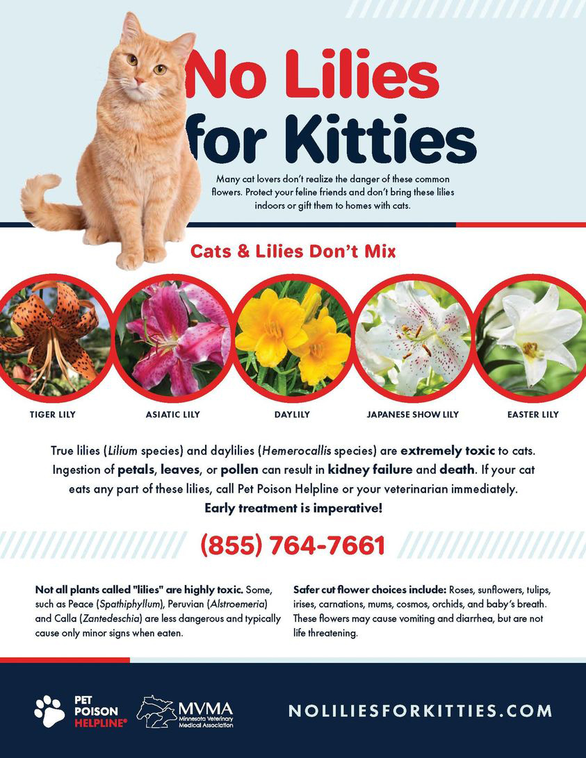 With Easter coming up, before you buy those flowers check this list if you have cats. 💐🌸🌷
