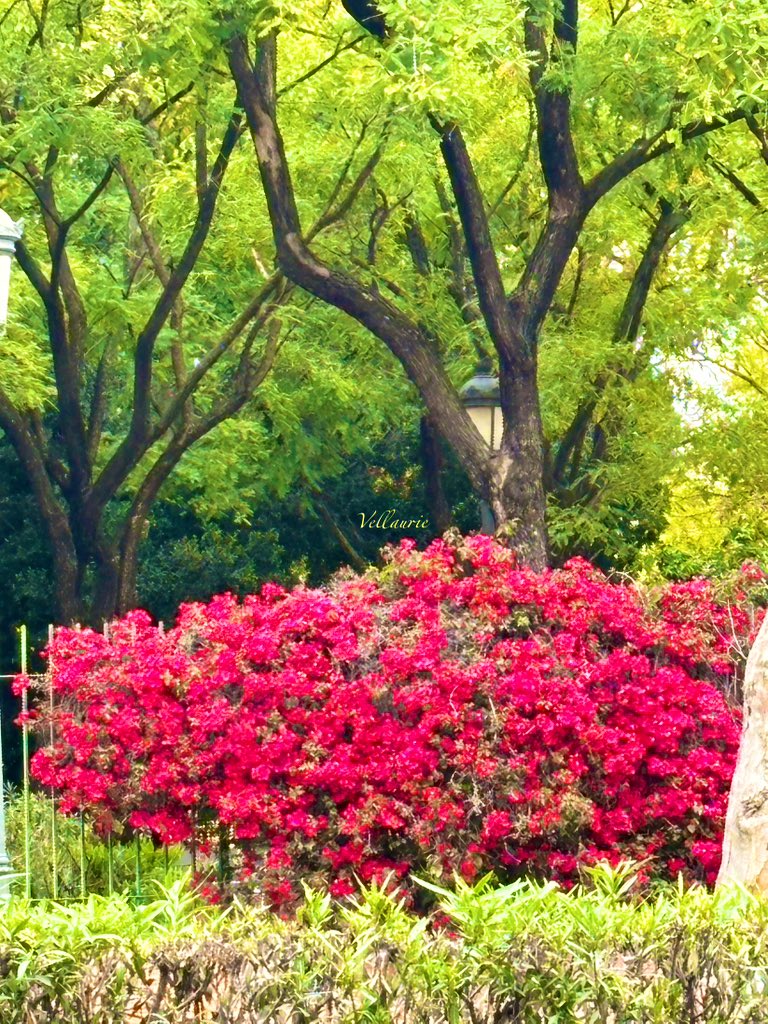 VijayEllaurie's tweet photo. Share/QP your own favourite photo of the week #azaleas #spring #springgardens https://t.co/PIX9zdFbHN