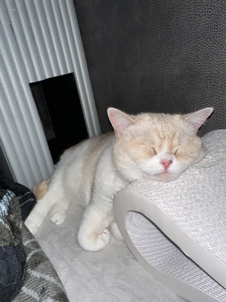 teteandcoco's tweet photo. ちゅー顔みて今週も頑張るね

#猫 #cat #猫のいる暮らし #猫のいる幸せ #猫好きさんと繋がりたい https://t.co/beC8hIRSqR