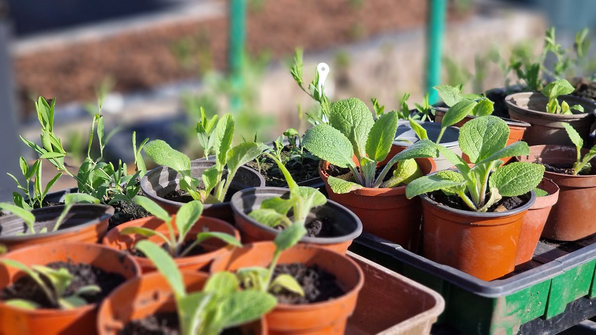 Always exciting at this time of year. Sowing successionally for flowers and veggies that just keep on coming. #gardening #gardeningtips #garden #GardeningTwitter