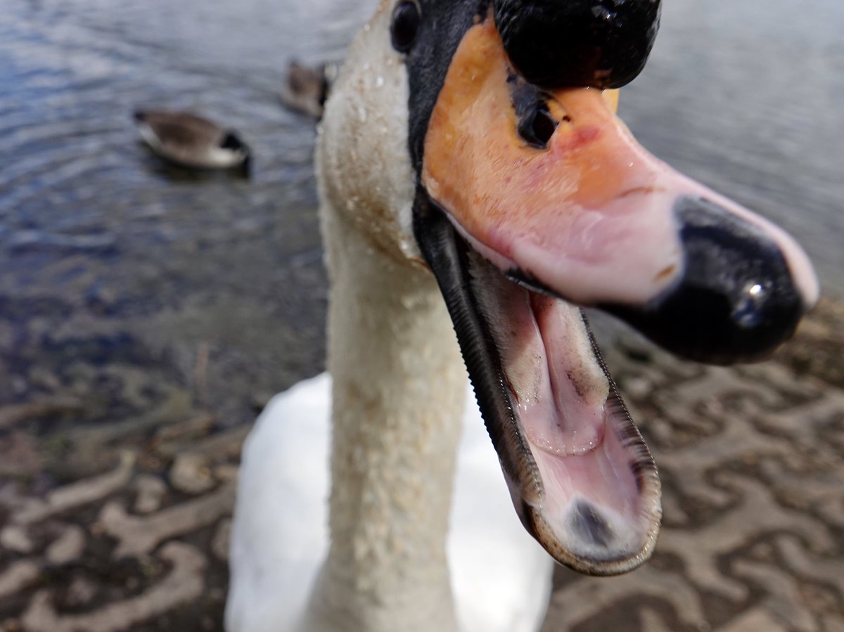 #SwanDay closeup