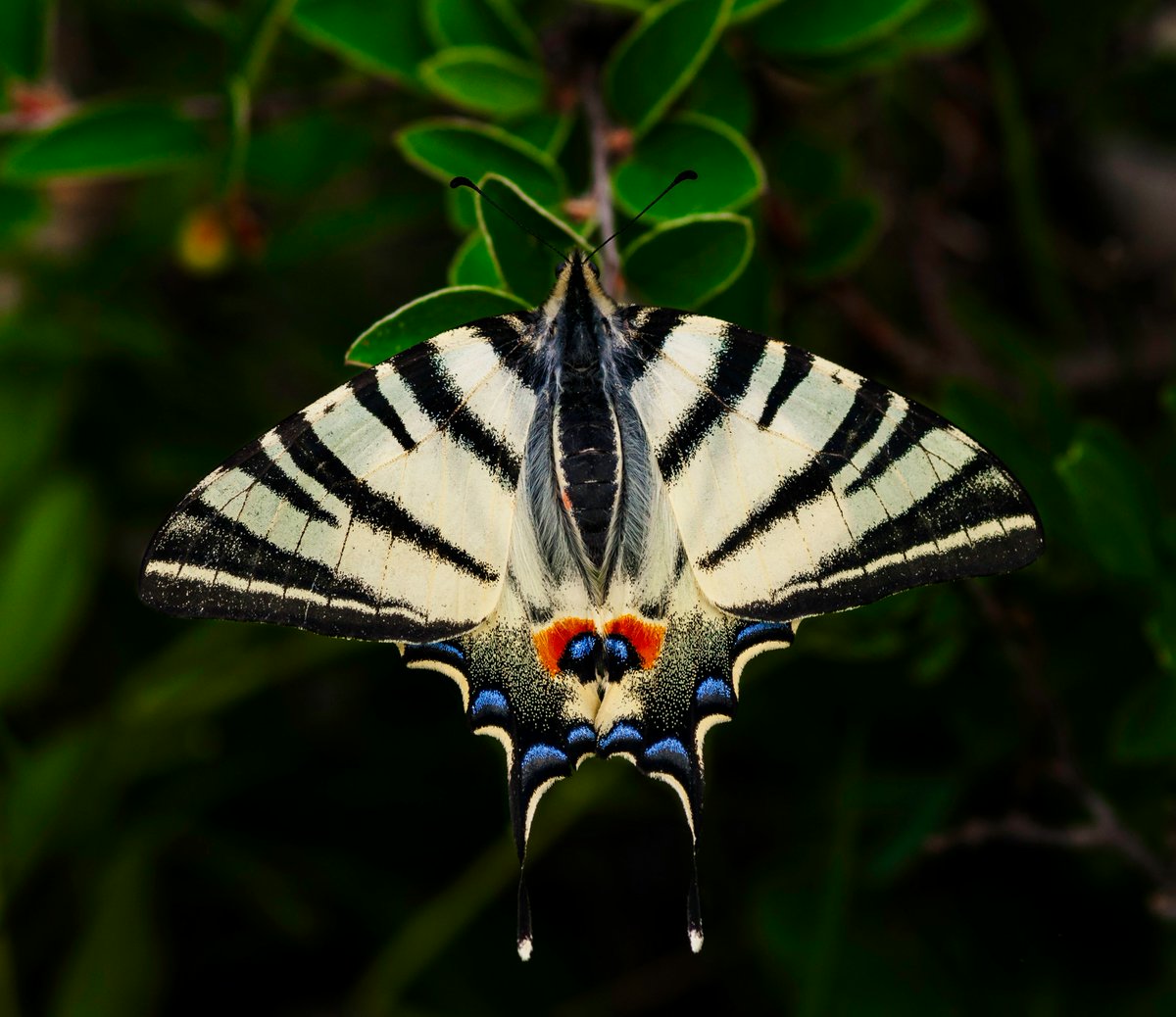 Look at the stunning detail of this tiger swallowtail butterfly! Macro photography allows us to appreciate the intricate beauty of the natural world. 🦋 #macrophotography #nature #getoutside #insects