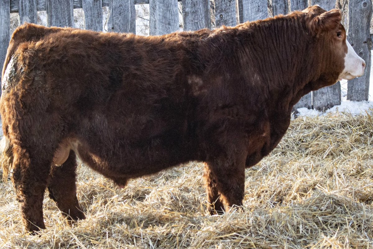 TimmCattle's tweet photo. Still a good selection of Red + Black Simmental Yearling Bulls for sale. Contact us or @sgcc_bulls for more info! $$ with your budget in mind. #simmentalbulls semen tested and ready to go! https://t.co/n9qumsTiwn
