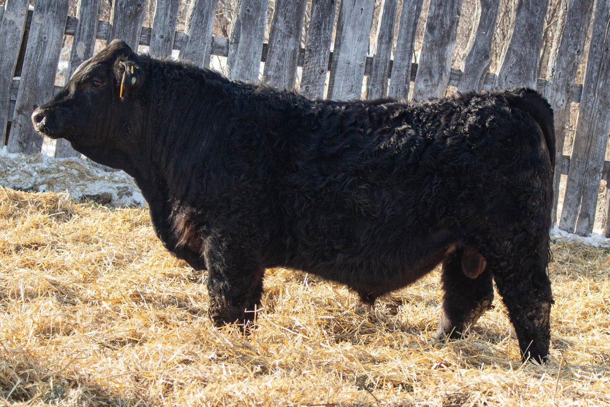 TimmCattle's tweet photo. Still a good selection of Red + Black Simmental Yearling Bulls for sale. Contact us or @sgcc_bulls for more info! $$ with your budget in mind. #simmentalbulls semen tested and ready to go! https://t.co/n9qumsTiwn