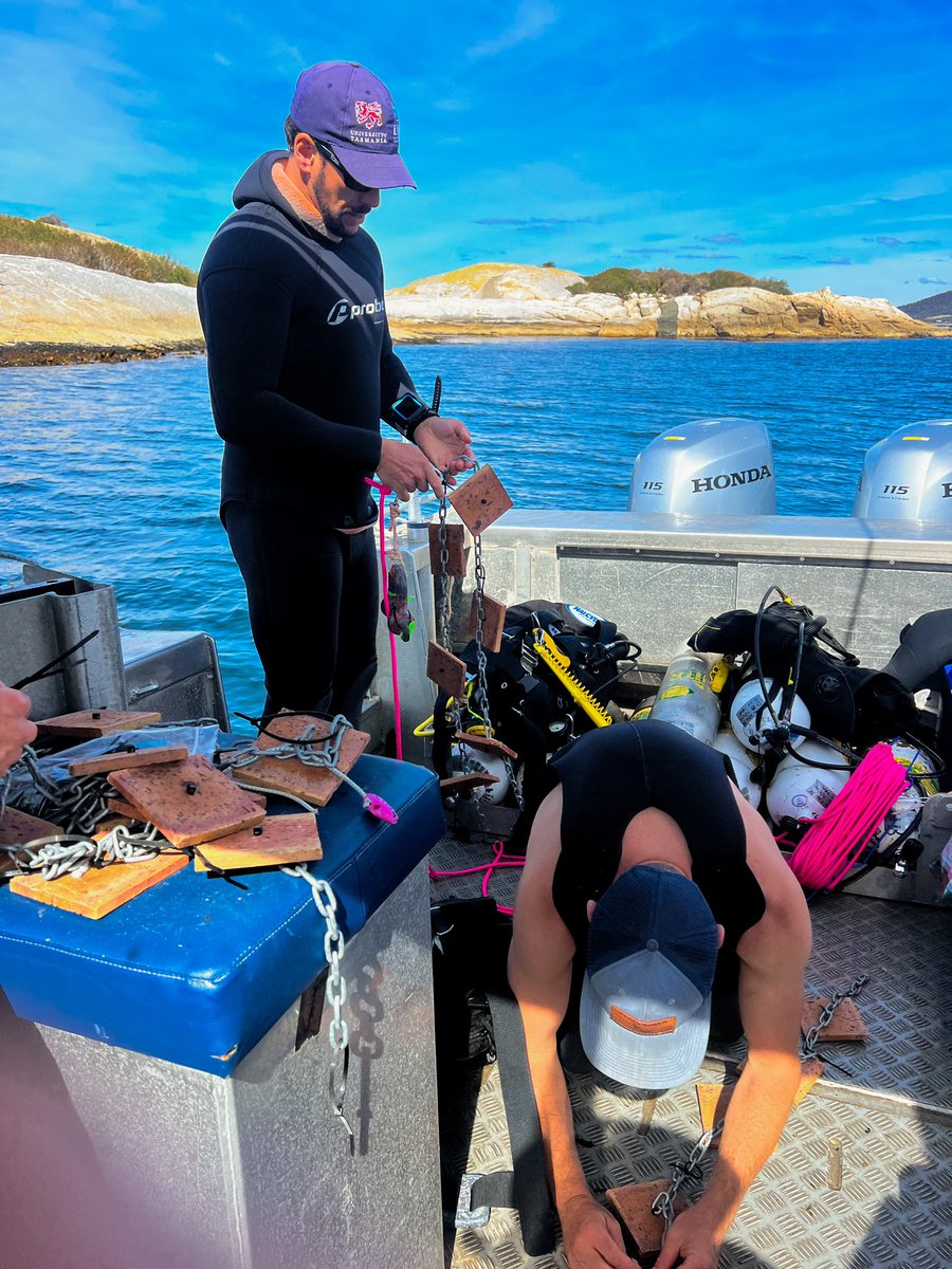 🌟 What an incredible weekend of fieldwork! 🌿 Our dedicated team and I successfully deployed a series of conditioning experiments across Tasmania. 🚀 Excited to compare results with sites along the East Coast of Australia. @ScottDLing @IMASUTAS 🌏 #Fieldwork #teamwork