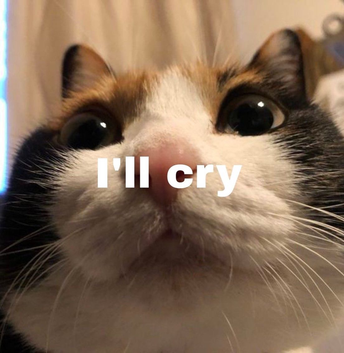 Punch Cat (@punchingcat) on Twitter photo 