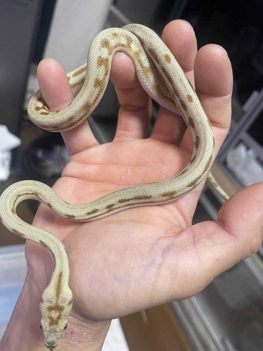 GDB6335's tweet image. ハイポジャガーhetアザン
いい感じで色上がってます🖤
#carpetpython