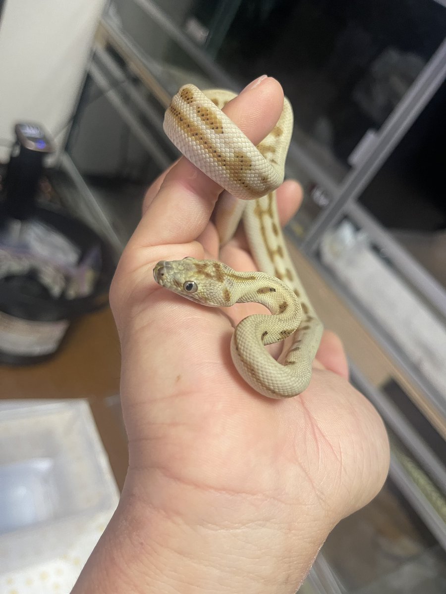 GDB6335's tweet image. ハイポジャガーhetアザン
いい感じで色上がってます🖤
#carpetpython