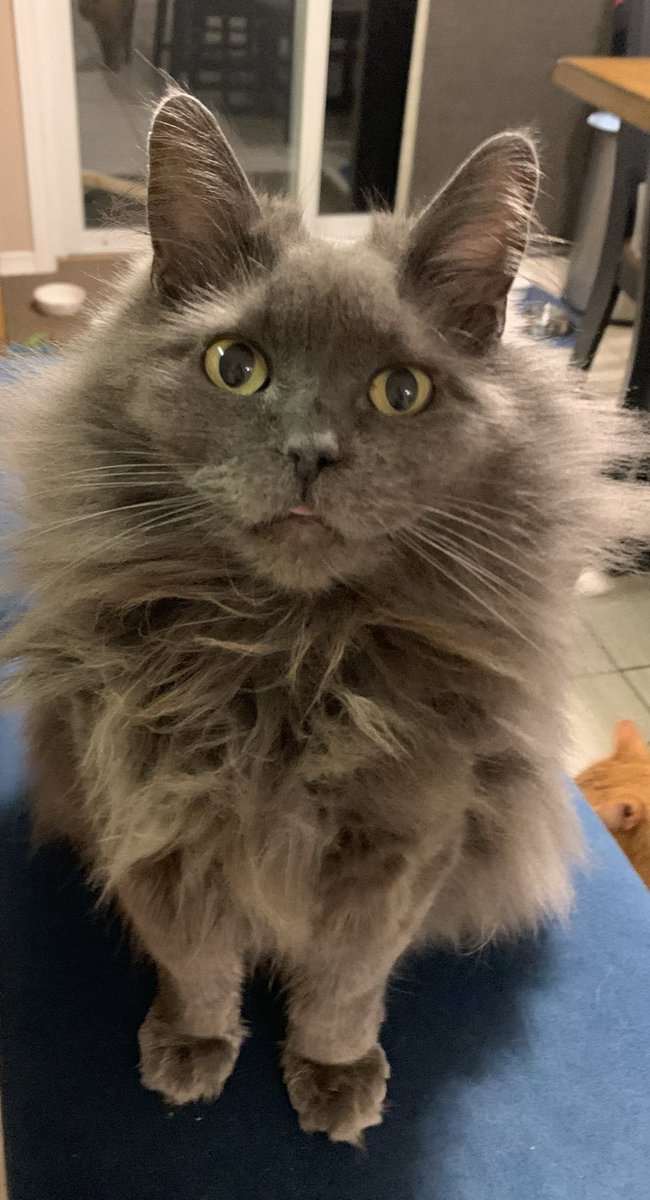 kiwicanada09's tweet photo. @Phil_Sledge Shadow. The sweetest, most affectionate and demanding little puffball. Passed 3 months ago. Still devastated. Miss him everyday. ❤️ https://t.co/3PP5uvqA3I