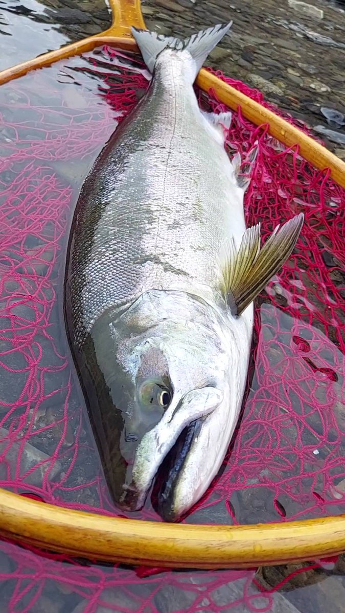 angler_hac396's tweet photo. サクラマス 57cm

Angler N
昨シーズンは70をキャッチしたN氏。今シーズンも幸先良く3月キャッチ。おめでとうございマス🌸🐟️🎉
#サクラマス #閉伊川 https://t.co/PCBkPMsIX0