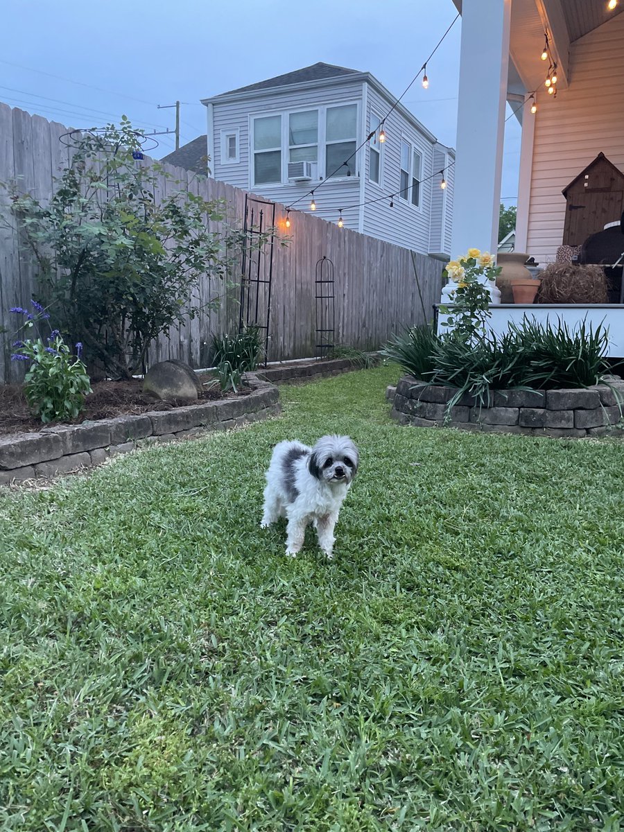 ☀️🌹👩🏻‍🌾 Samson: Dis how me help momma wif da garden! 🤣🌻💞 🌺🪴🌷Penny: And we is finally done! Momma’z gonna go buy sum more flowers dis week! 🌷🌸🌻 👩🏻‍🌾💙🌷We hope evewypaw had a fabby Sunday!🐶💞🌼