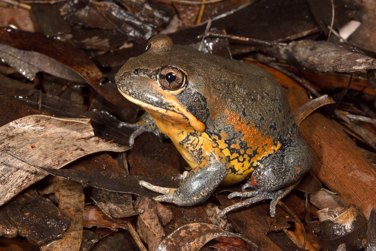 🚨 Just published! Pobblebonks! A revision of the Northern Banjo Frogs, led by @TomoParkin. Two new Australian #frog species scientifically recognised! Thank you to all those people that submitted @FrogIDAus recordings of this species- they were vital! australian.museum/blog/amri-news…