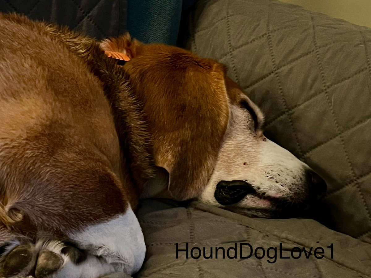 HoundDogLove1 tweet picture