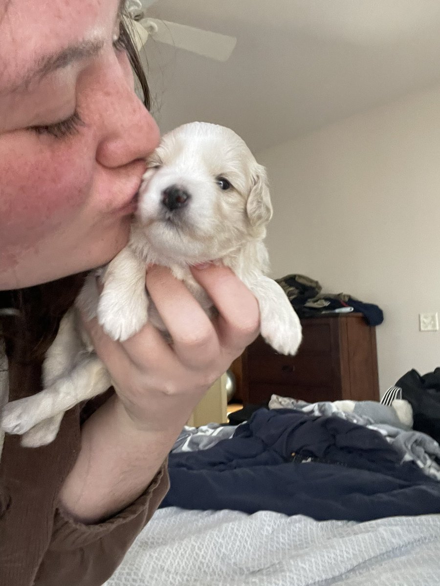 zenntavros's tweet photo. Just real quick I need everyone to look at my puppy Sticky 💖 https://t.co/9sbL5N75xq