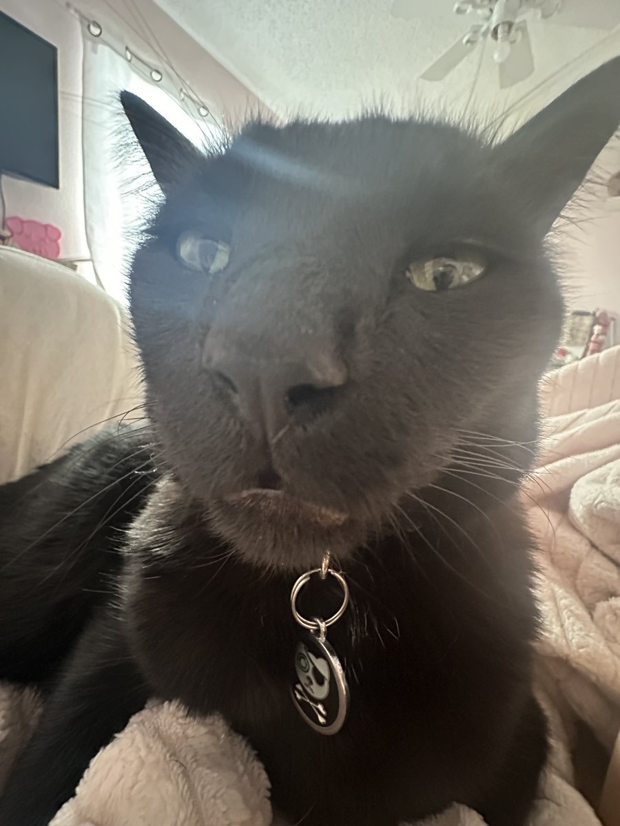Melony_29's tweet photo. Babysitting my sisters cat… why is he so ….. handsome? https://t.co/e7rctoANni