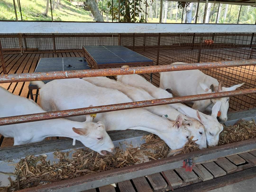 atinorthmin's tweet photo. LOOK: The Livestock-based Farm Business School participants recently visited ARCA Goat Farm in Pagatpat, Cagayan de Oro City, as part of the benchmarking activity.
more π
https://t.co/dZrFrkR2g3
#atinothernmindanao #ishareknowledge #ATIiNspire https://t.co/UchYwnJEIt
