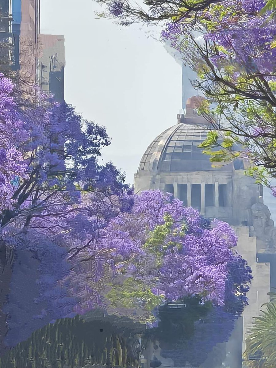 Jacarandas, Monumento a la Revolución. 🇲🇽

Madai Carlon 📸