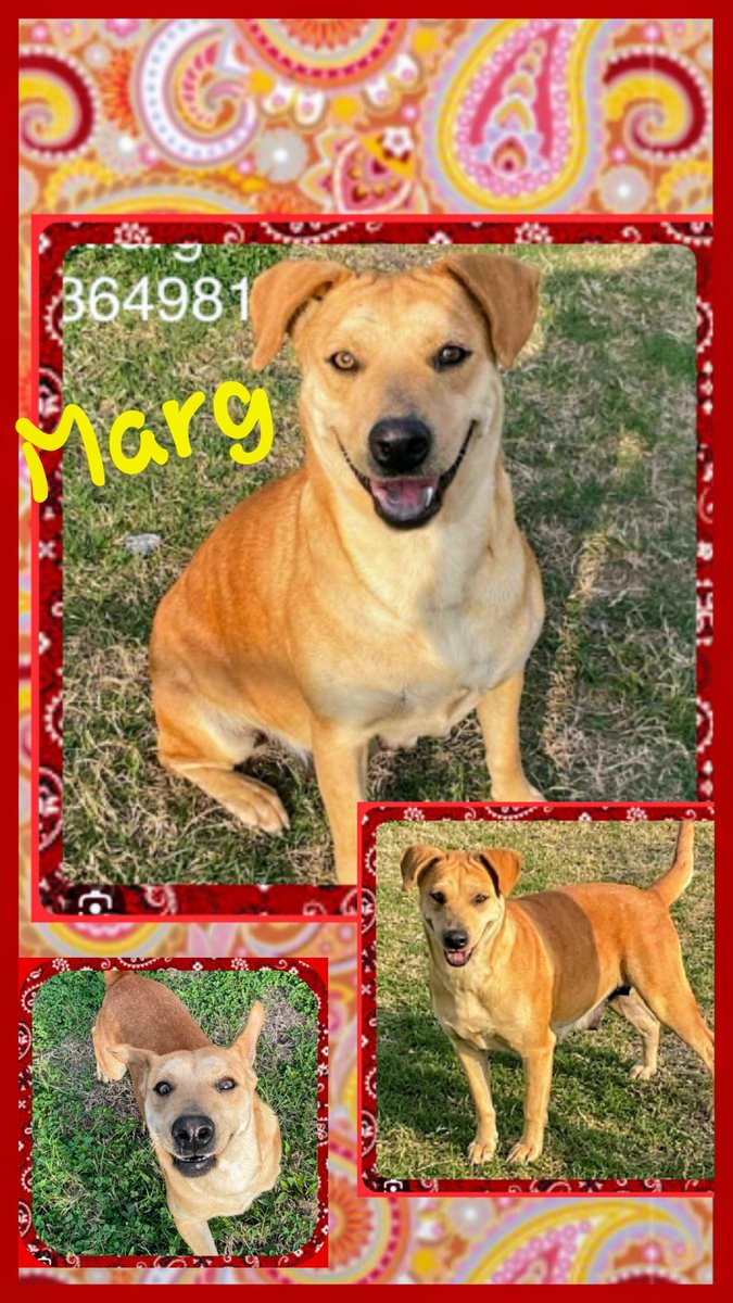 rothfarms's tweet photo. ⏰🚨 MARG #A364981 48 lb Lab mix, spayed, 2yo HW+ Practically Perfectly Pooch 🥰 LOVING super FRIENDLY young SMART.  

DIES TOMORROW 🖤😫

PLEASE HELP! PLEDGE here🙏 to attract ResQ

ADOPT Marg at CORPUS CHRISTI 🐕 AC 📧 ccacsrescues@cctexas.com ☎️361-826-4630 https://t.co/PNUDcF0Yop