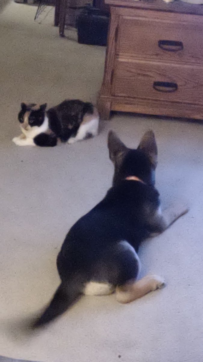 MoonRazor6's tweet image. Awwwww shit.
Player 3 has entered the arena!
Athena is about to get &quot;educated&quot;...
Callie will light her ass up with a Quickness.
👀

#LearnTheHardWay
#CallieDontPlay 
#SheWillFuckYouUp