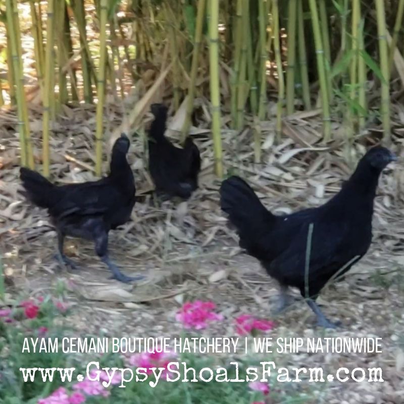 GypsyShoalsFarm's tweet photo. Buying #ayam #cemani from an #NPIP Certified breeder ensures that your birds are coming from a healthy and clean flock that is tested every 6 months onsite. 🖤 https://t.co/kpZG1gRKOr 🖤#ayamcemani #exoticchickens #rarebreed #gypsyshoalsfarm #acba #alabama #ayamcemanis https://t.co/EFa40xWhQy