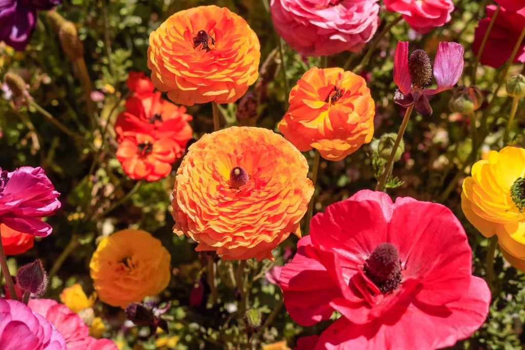 In spring, the best place to see flowers bloom in Southern California is at the Carlsbad Flower Fields, less than a mile from the beach... Read more 👉 bit.ly/48iZN1e #Carlsbad #FlowerFields #SpringFlowers #traveltips #California