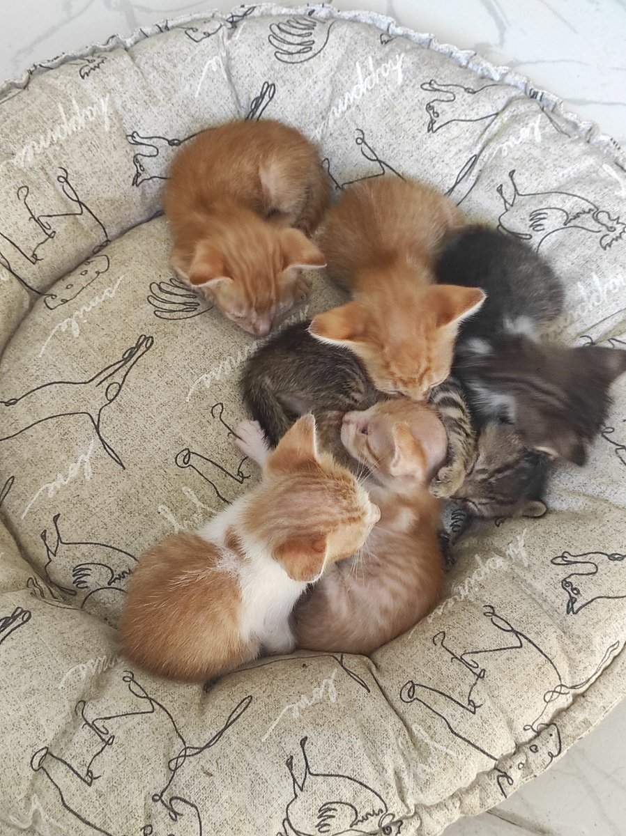 lupalo88's tweet photo. Ayudaaa! 
Estos hermosos michis buscan casa. Estan bañaditos y listos para adopción segura. Contacto al 0984162262. https://t.co/m3BpeuM7Mf