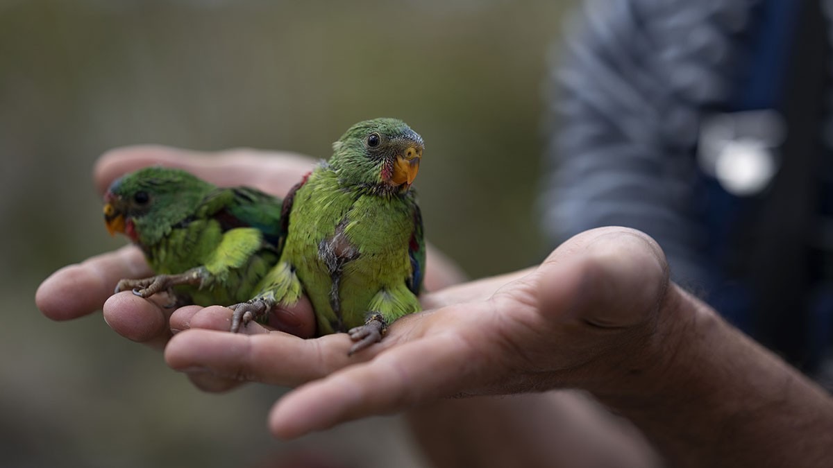 New and robust research by @ANUFennerSchool confirms only ~500 swift parrots remain. “By searching for nesting swift parrots over 10 years, we collected one of the largest genetic data sets for any threatened bird in Australia' - @teamswiftparrot bit.ly/3vhpYb9