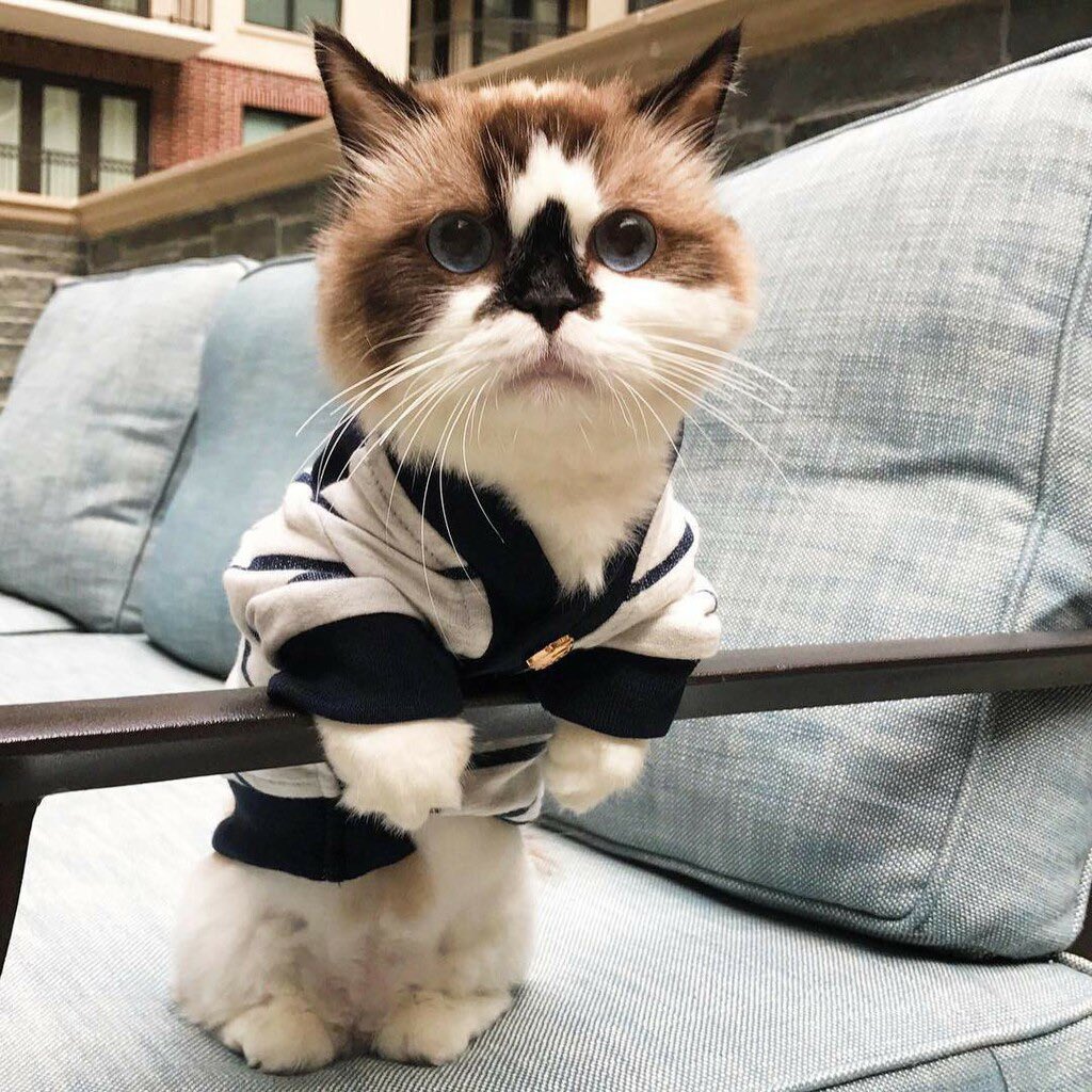 Albert Baby Cat $ALBERT tweet media