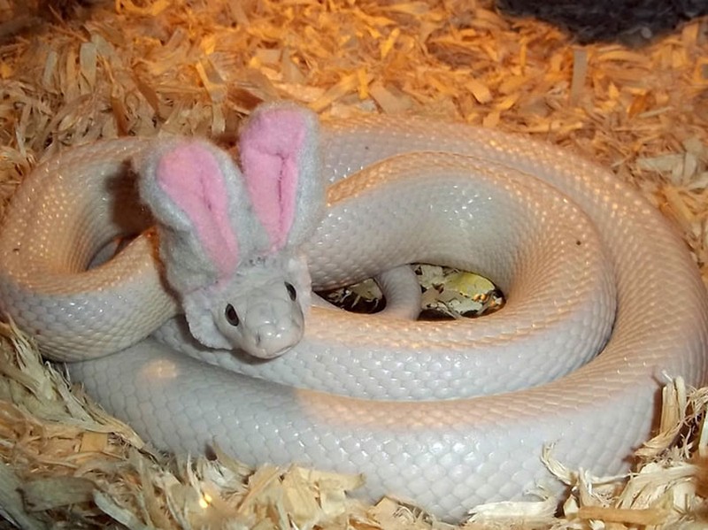 Random Snake Facts tweet media