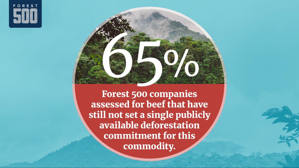 🐄 65% companies assessed for beef in the 2024 #Forest500 report have still not set a single publicly available #deforestation commitment for this commodity. Read the full 10th anniversary Forest 500 report at Forest500.org