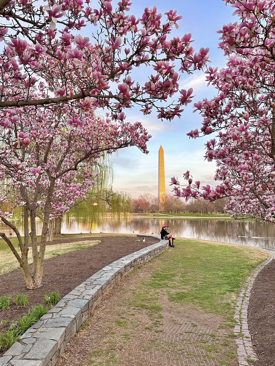 Spring is in the air! The beautiful Washington DC #CherryBlossoms and the perks of working and living in the DMV #Aerius