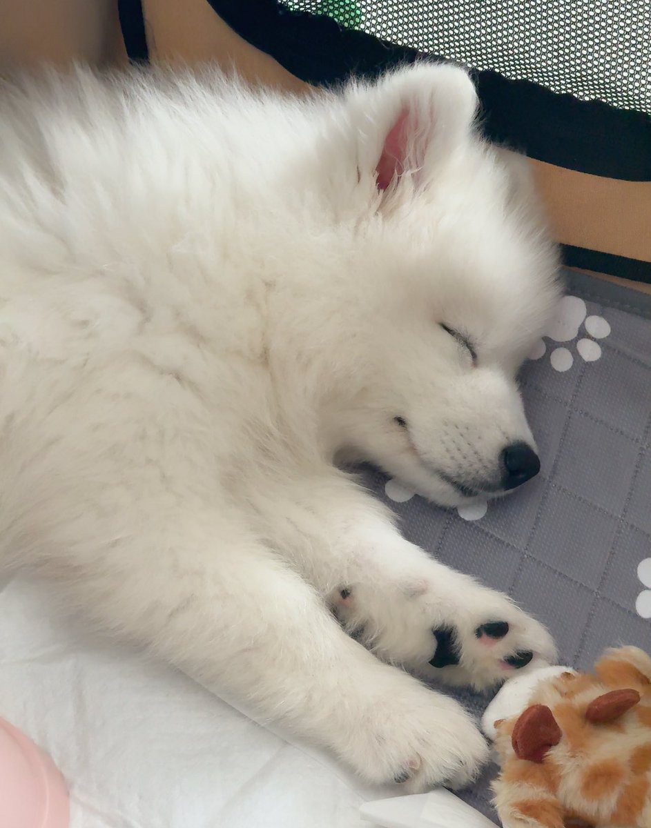 サモエドスマイル☺️