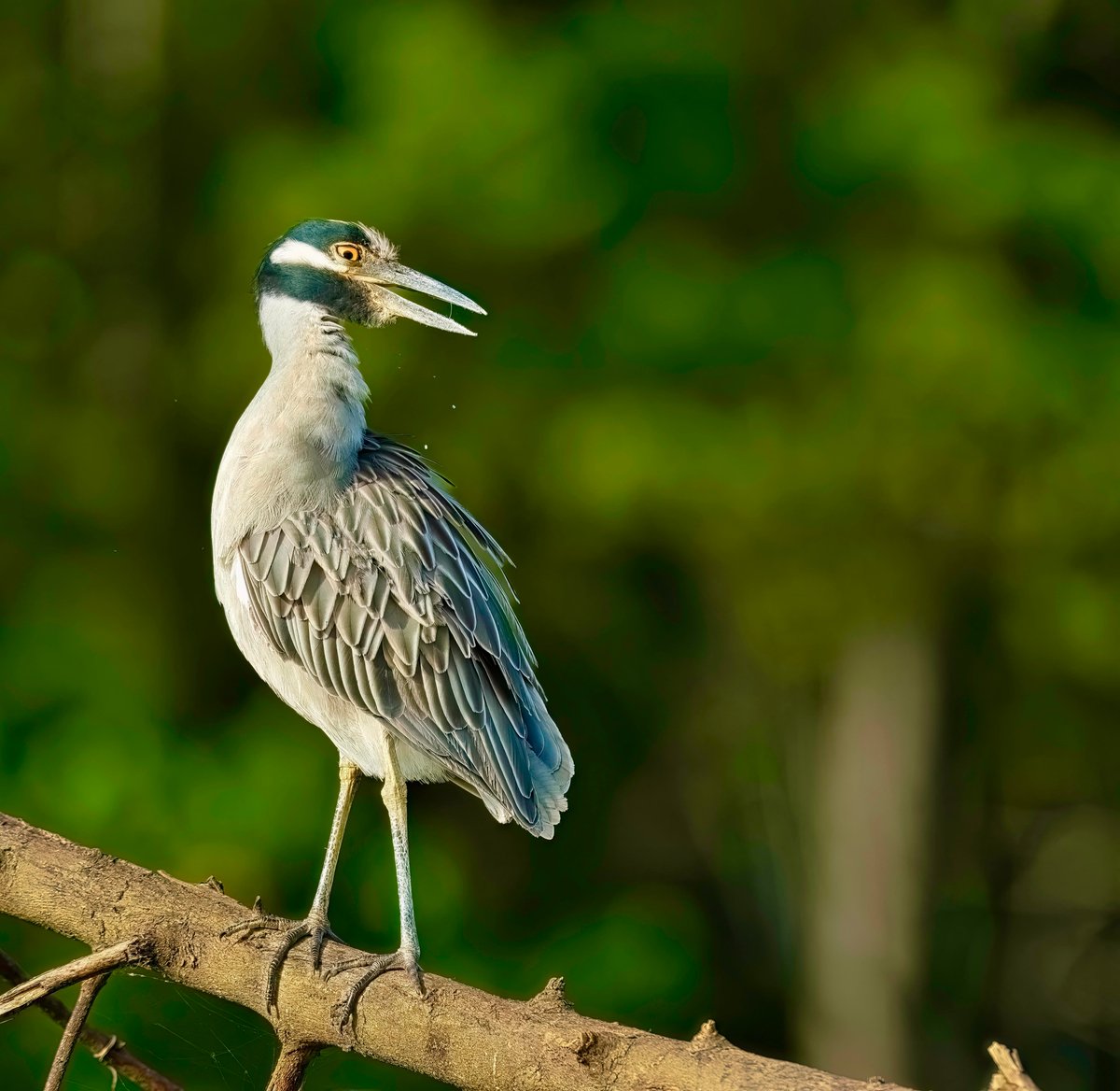 'Festivals remind us of the importance of tradition, the joy of celebration, and the beauty of human connection.' #HoliVibes Yellow-crowned night heron #TwitterNatureCommunity #IndiAves #NaturePhotography #BBCWildlifePOTD #NatureBeauty #BirdsOfTwitter #Birds2024