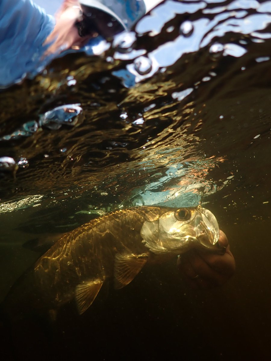 Tarpon release. #inshorefishingpalmbeach #tarponfishing #tarpon #saltwaterfishing