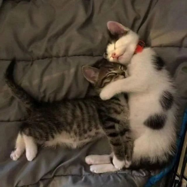 PunchingCat's tweet image. 