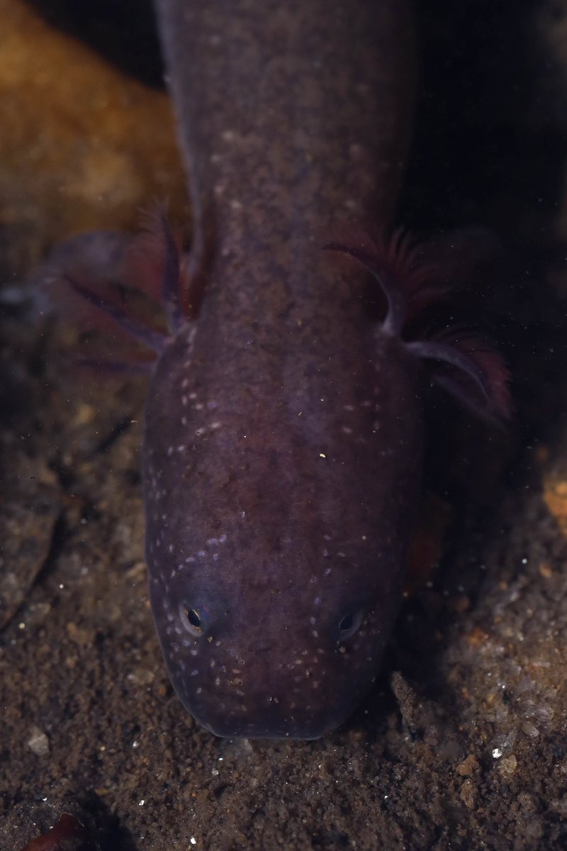 A larval Spring Salamander from north Georgia. These salamanders have a long larval period, and approach adult size before metamorphosing into their terrestrial form.