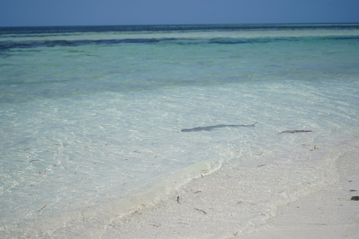A dream called Dongsha atoll National park