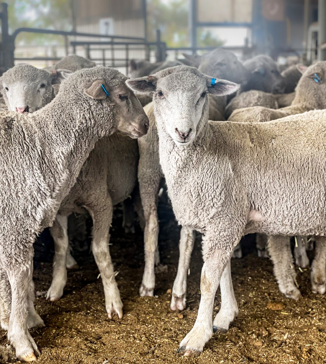 Sheep and goat producers, join an upcoming webinar on eID equipment 🤠🐑 Hosted by @SheepProducers and presented by the Sheep and Goat Traceability Task Force! Listen live on 28 March at 4pm or catch the recording ➡ sheepproducers.com.au/sgttfwebinarse…