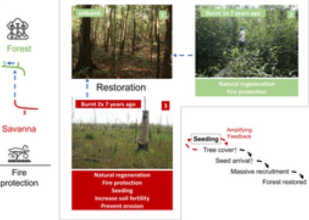 Why do some restoration projects succeed while others falter? 

Complex Systems (CS) concepts like regime shifts &amp; ecological resilience offer insights

Our new framework aims to improve restoration outcomes in CS by addressing degradation &amp; recovery paths
doi.org/10.1111/1365-2…