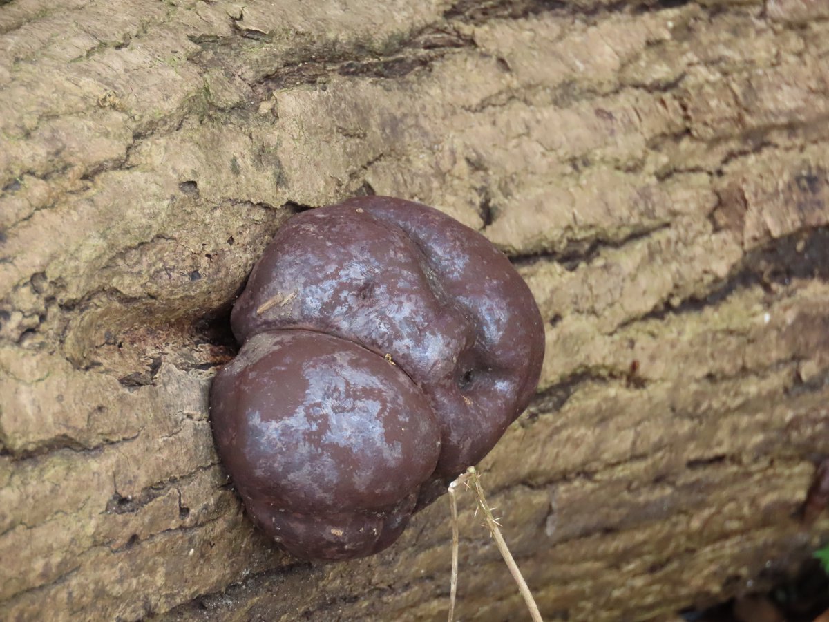 📌 Ashwellthorpe, Norfolk, England, UK King Alfred's Cake (Daldinia concentrica) is a species of polypore fungus that can be found in much of the UK's woodland habitats. #KingAlfredsCake #fungus #wildlife #wildlifephotography #nature #NaturePhotography #Norfolk #England #UK