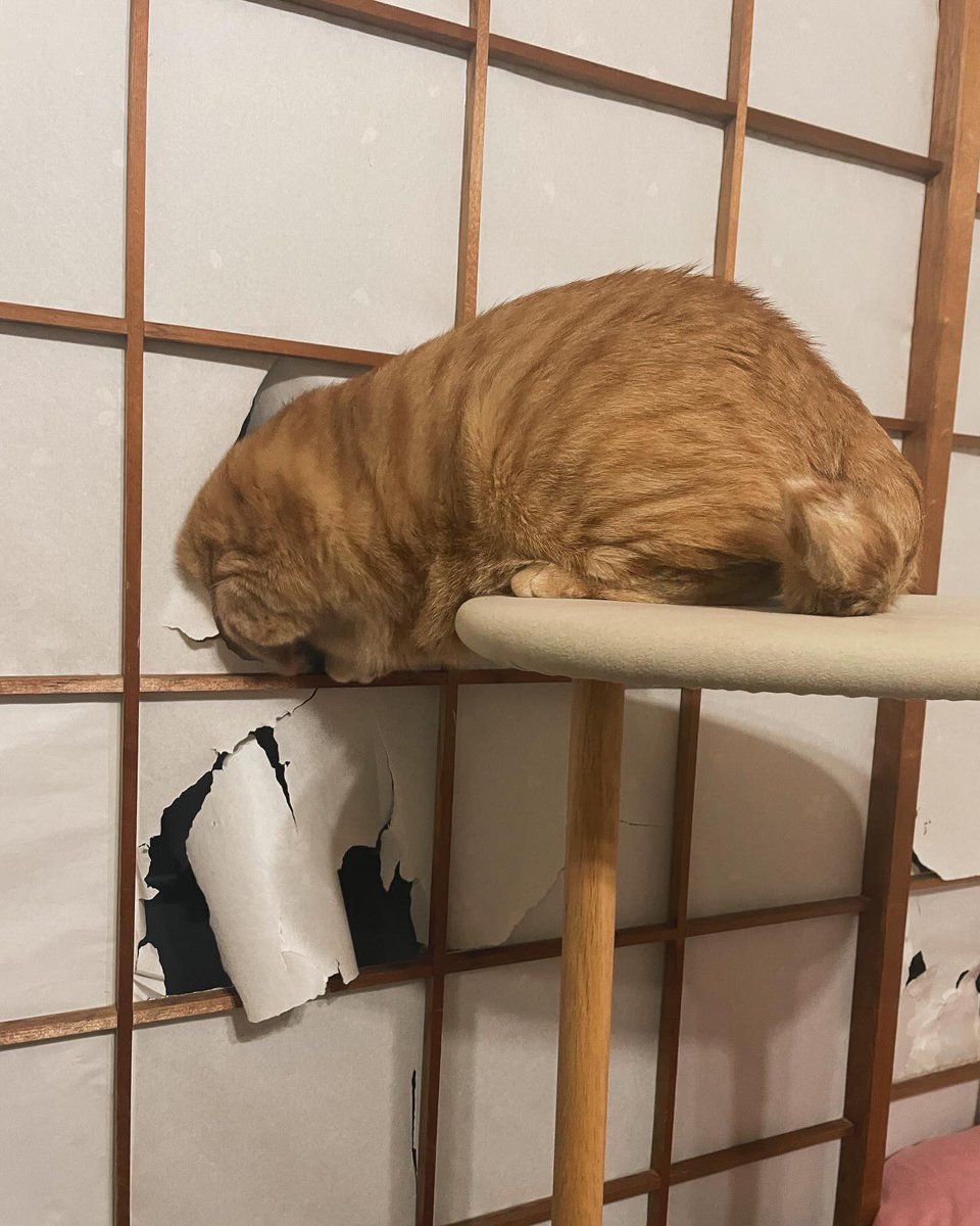 jibeta_usapyo's tweet photo. うちのねこ神大生かもしれん https://t.co/fpdIJsdWNv