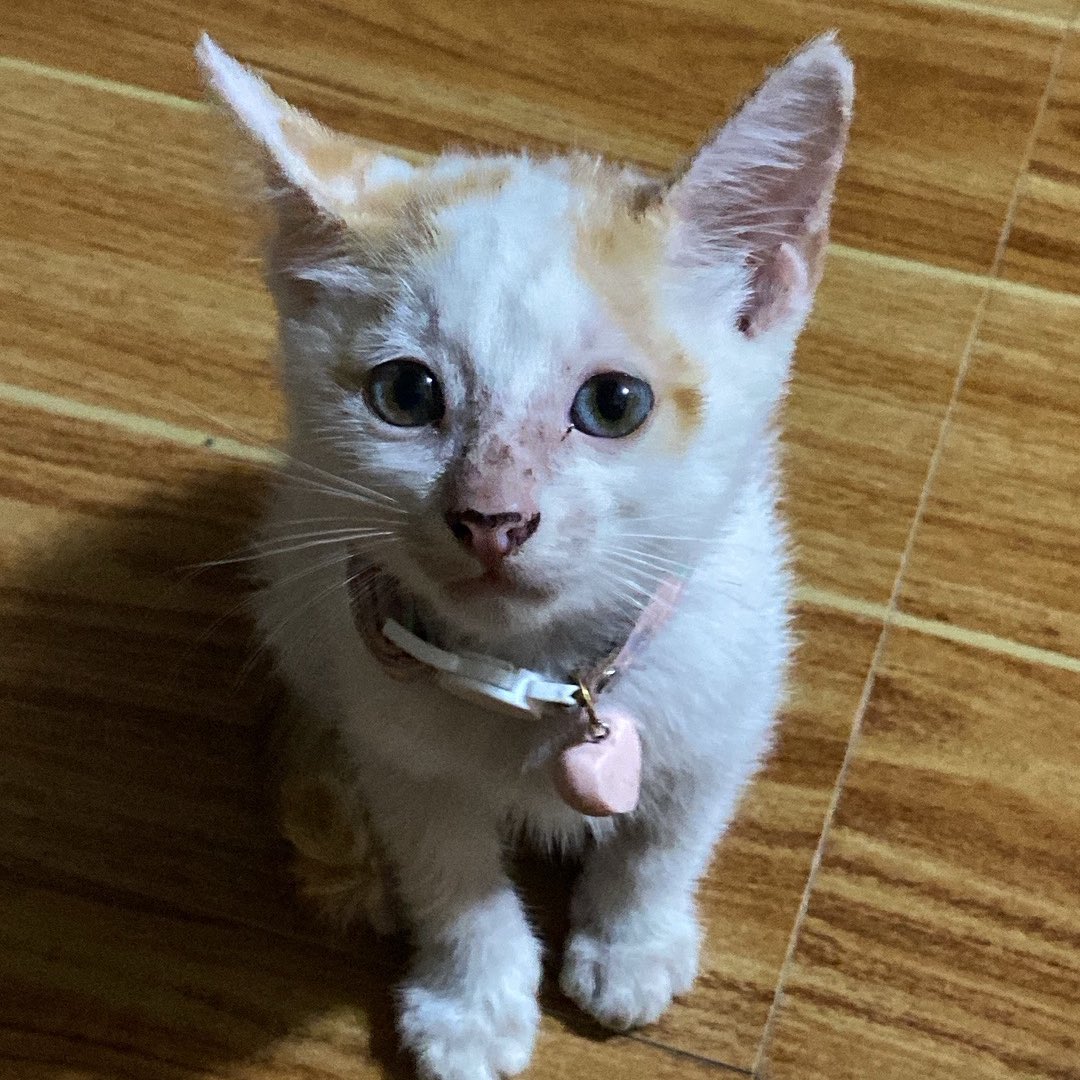 httpskisha's tweet image. proof of life 🩷