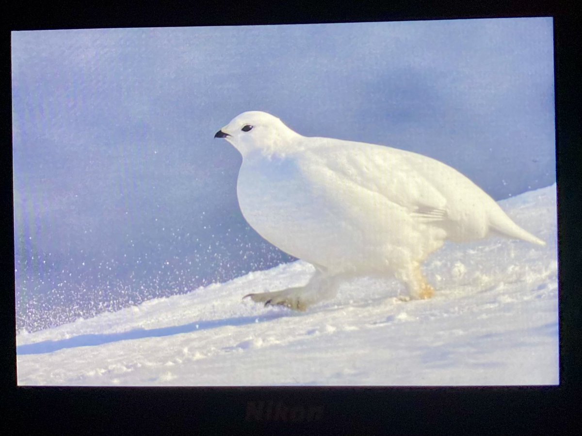 A couple of Vardo/Hornoya BOC highlights from yesterday. Bruini’s and Willow Grouse. Our last day today- can’t believe that a week nearly over! Already looking forward to our return next year.