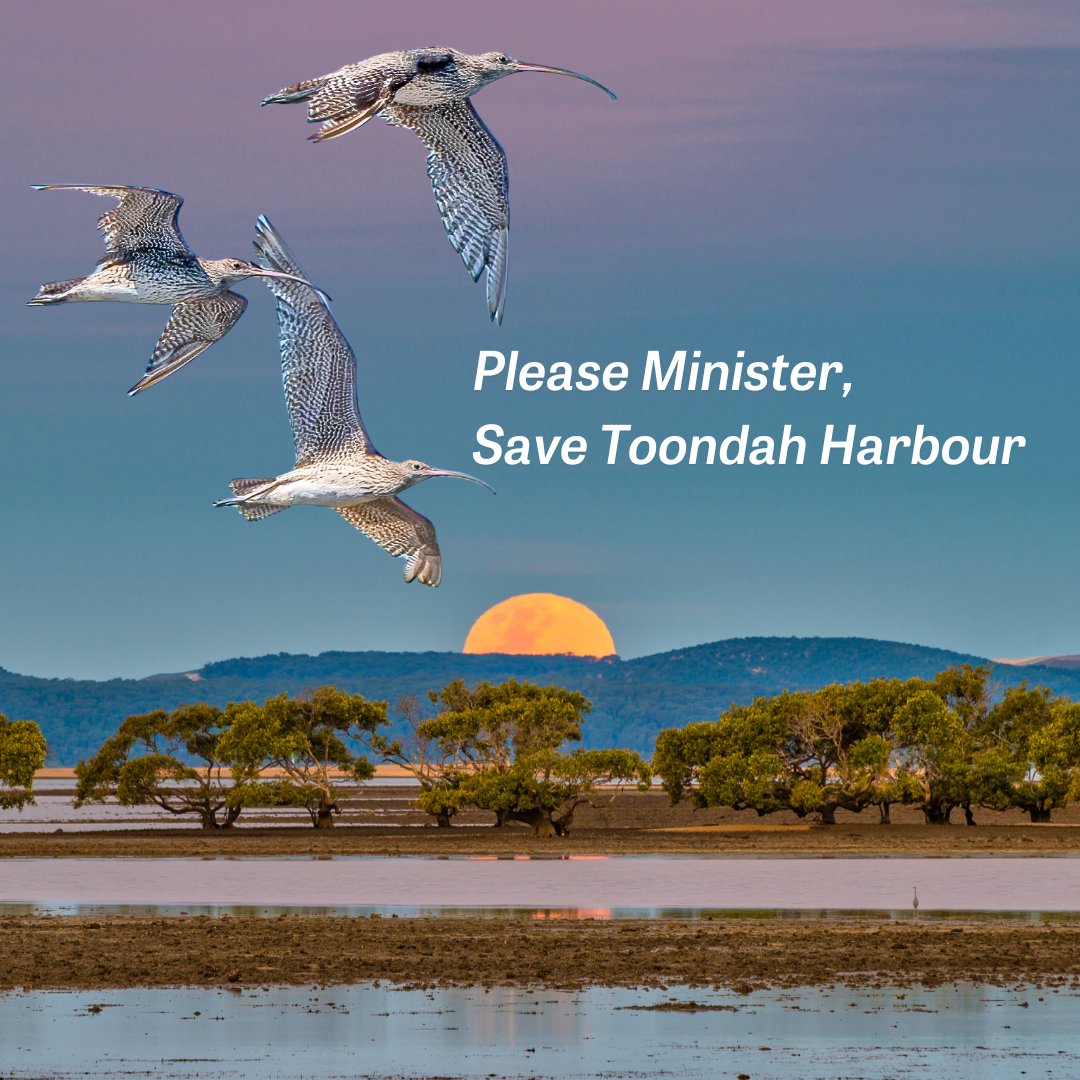 ⏲️Time is running out to save Toondah Harbour, and we need your help. Help us keep the momentum going by tagging @tanya_plibersek and urging her to save Toondah #SaveToondahHarbour 📷Toondah by Judy Leitch & Eastern Curlews by Mick Barker